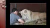 A very special lioness