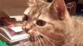 Animals of YouTube sing "Deck the Halls" 