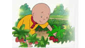 Caillou goes strawberry picking