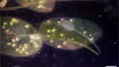 Cell biology
