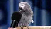 Einstein: the talking parrot