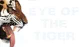 Eye of the tiger -singalong