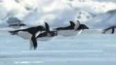 Flying penguins