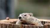 Groundhog Day