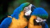 Hilarious British Animal Voiceovers 