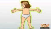 How the human body works