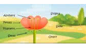Parts of a flower