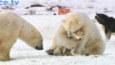 Polar bears and dogs playing