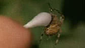 Spiders on drugs