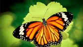 The butterfly
