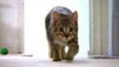 The mean kitty song (aka Hey Little Sparta)